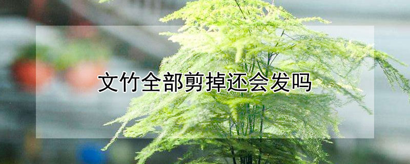 文竹全部剪掉还会发吗（文竹全部剪了还会再发芽吗）