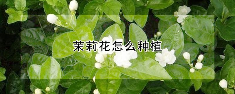 茉莉花怎么种植（茉莉花怎么种植和养护）