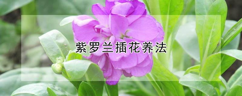紫罗兰插花养法 紫罗兰插花养法图解