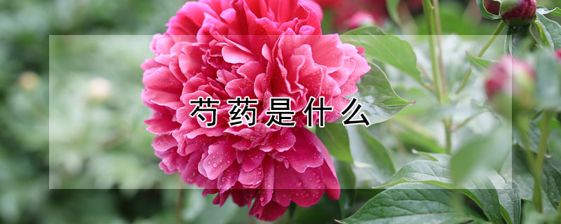芍药是什么 芍药是什么季节的花