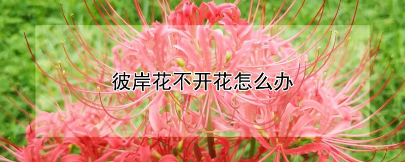 彼岸花不开花怎么办 彼岸花不开花怎么办呢