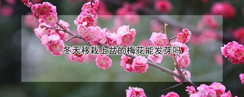 冬天移栽上盆的梅花能发芽吗 冬天移栽上盆的梅花能发芽吗