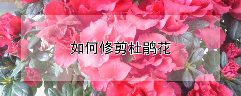 如何修剪杜鹃花（如何修剪杜鹃花视频）