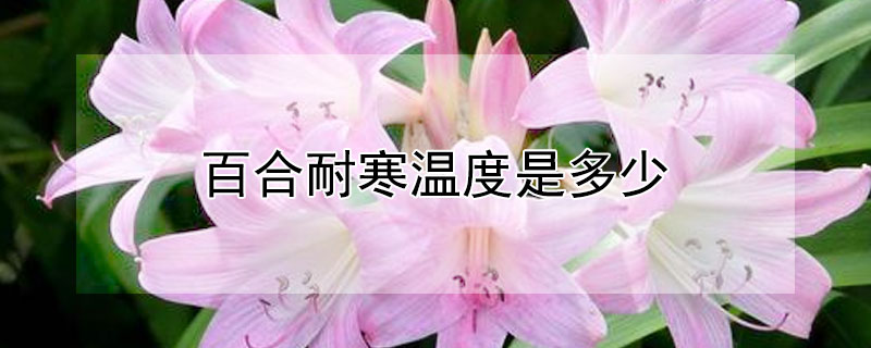 百合耐寒温度是多少 冬天不用搬进室内的花