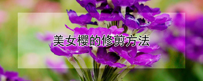 美女樱的修剪方法 美女樱的修剪方法图片