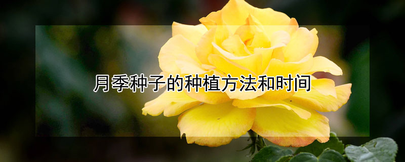 月季种子的种植方法和时间 月季种子的种植方法和时间图片