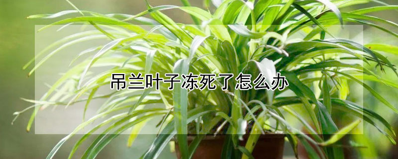 吊兰叶子冻死了怎么办（吊兰叶子被冻了用不用剪掉）