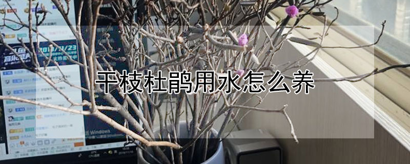 干枝杜鹃用水怎么养 干枝杜鹃用水怎么养活