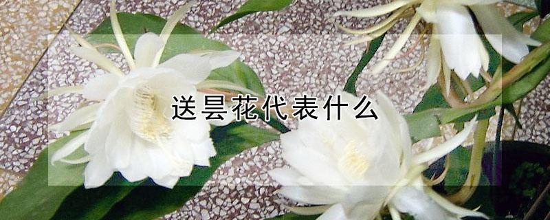 送昙花代表什么（昙花在风水里表示什么）