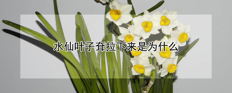 水仙叶子耷拉下来是为什么（水仙叶子耷拉下来能修剪掉吗）