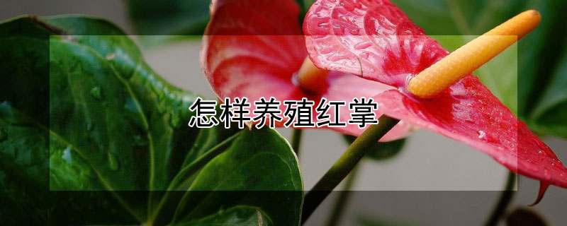 怎样养殖红掌 怎样养殖红掌花盆栽