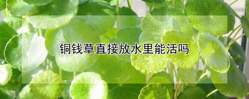 铜钱草直接放水里能活吗（铜钱草放到水里能活吗）
