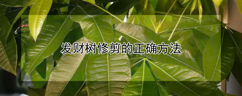 发财树修剪的正确方法 发财树修剪的正确方法视频