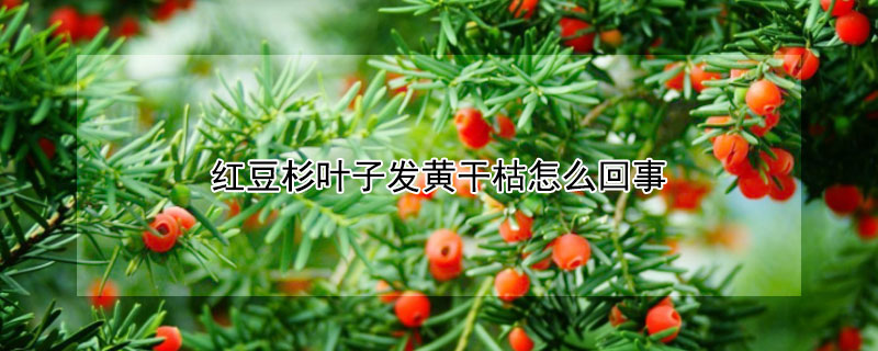 红豆杉叶子发黄干枯怎么回事（叶片发黄是缺什么肥料）