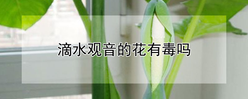 滴水观音的花有毒吗（滴水观音的花有毒吗图片）