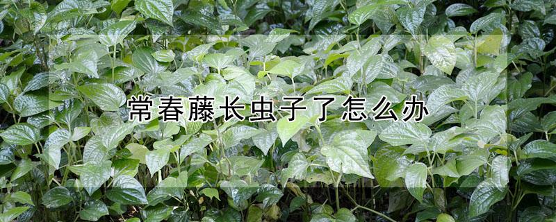 常春藤长虫子了怎么办 常春藤长虫子了怎么办图片