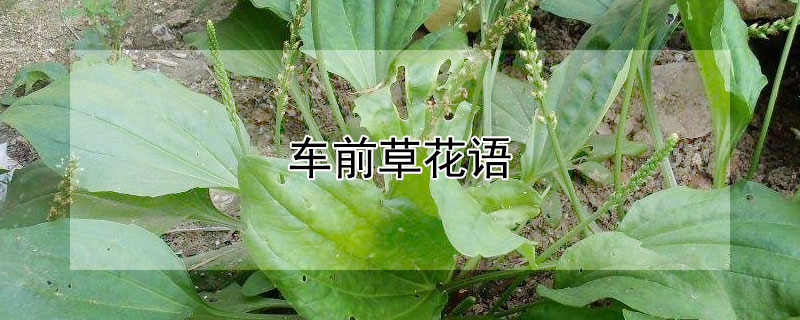 车前草花语 车前草的象征意义