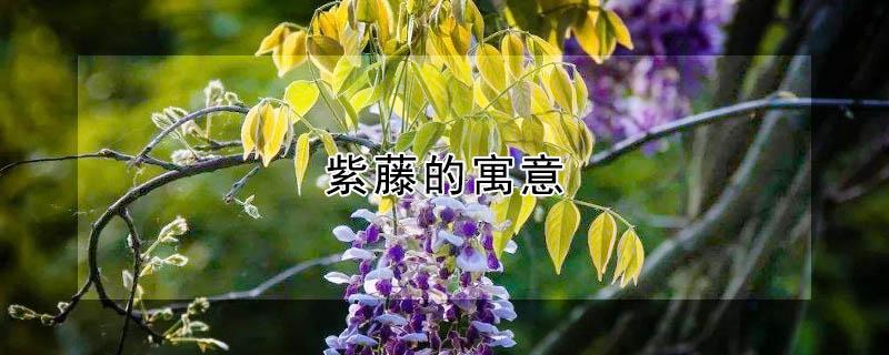 紫藤的寓意 紫藤的寓意和花语