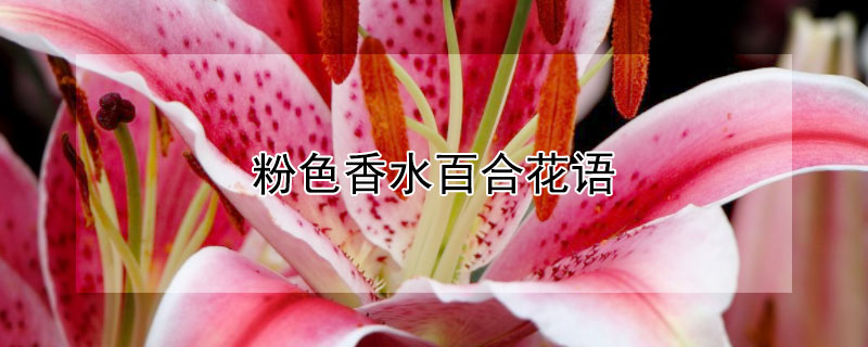 粉色香水百合花语 粉色香水百合花语是什么