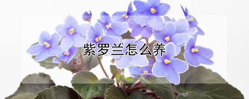 紫罗兰怎么养 白色紫罗兰怎么养