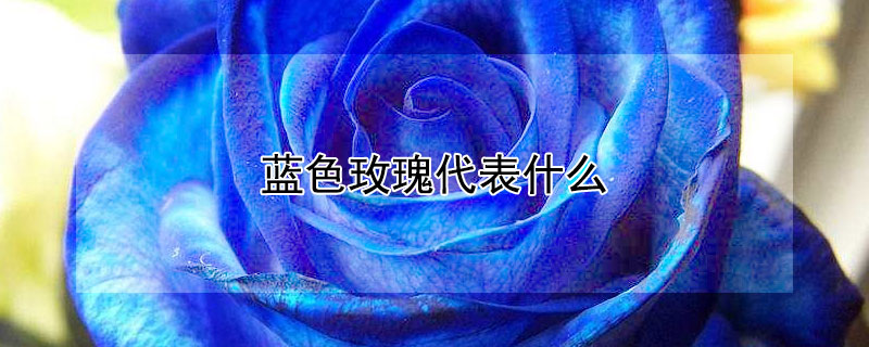 蓝色玫瑰代表什么（男生送女生蓝色玫瑰代表什么）