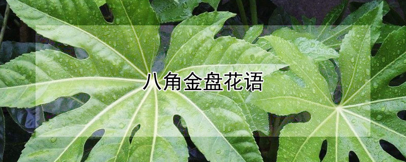八角金盘花语 八角金盘的花