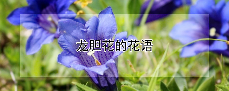龙胆花的花语 龙胆花的花语和传说