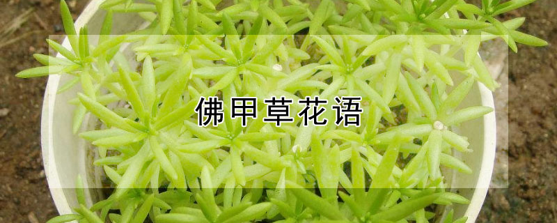 佛甲草花语（佛甲草花语与寓意）