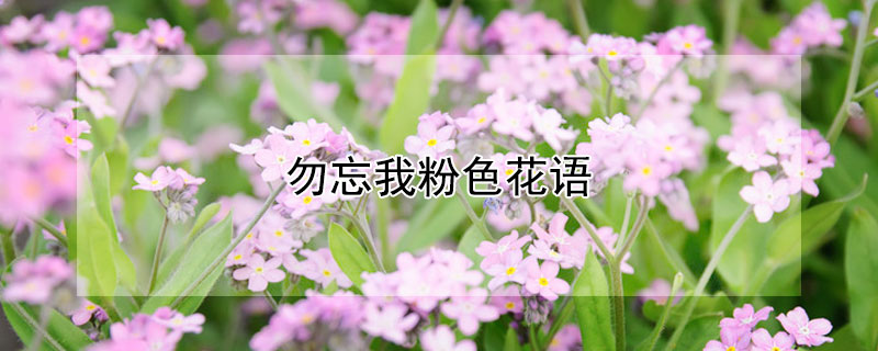 勿忘我粉色花语（勿忘我粉色花语图片）
