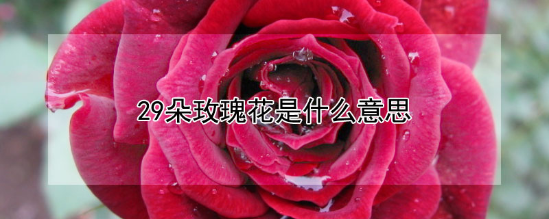 29朵玫瑰花是什么意思（11朵蓝玫瑰代表什么意思）