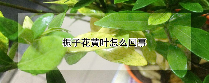 栀子花黄叶怎么回事（栀子花黄叶怎么回事啊）