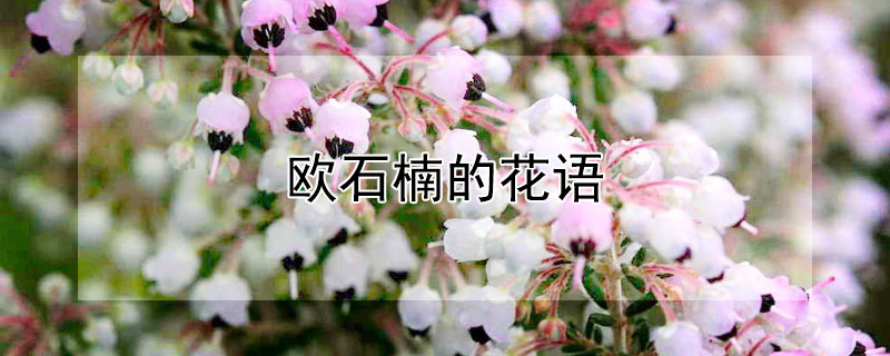 欧石楠的花语 欧石楠的花语是什么