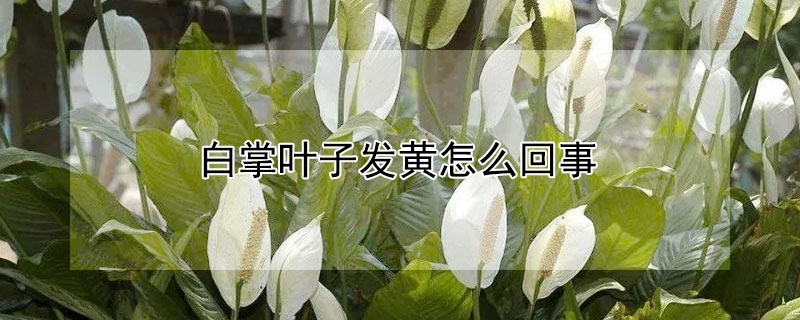 白掌叶子发黄怎么回事（白掌叶子发黄怎么回事水培）