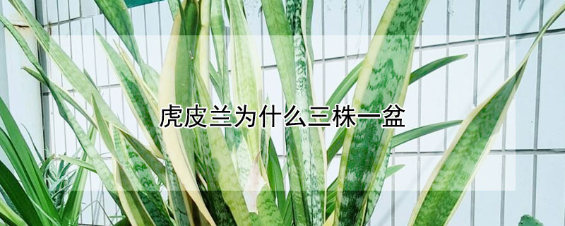虎皮兰为什么三株一盆 虎皮兰的风水大忌属相
