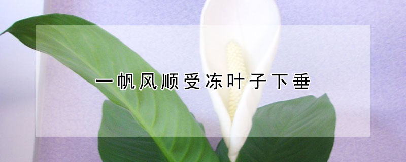 一帆风顺受冻叶子下垂（一帆风顺到冬天叶子下垂）