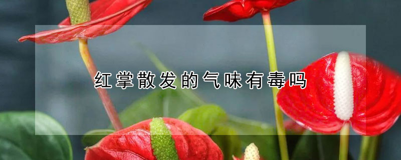 红掌散发的气味有毒吗（红掌散发的气味有毒吗视频）
