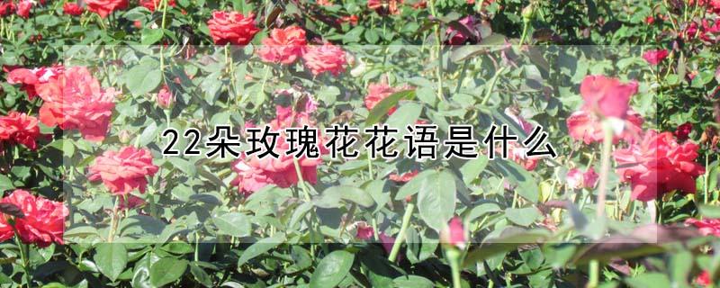 22朵玫瑰花花语是什么（22朵玫瑰代表啥）