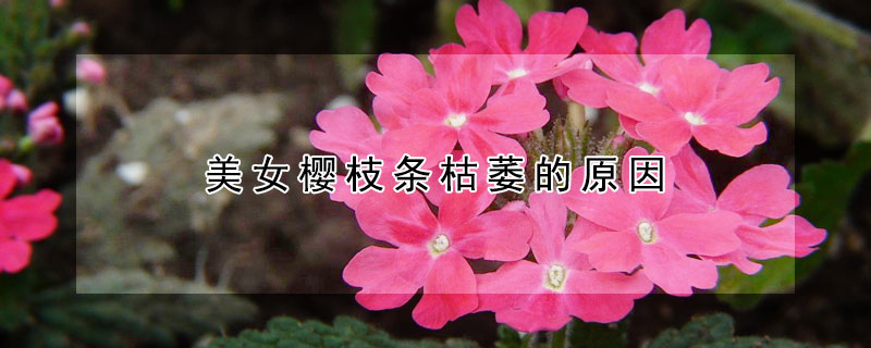 美女樱枝条枯萎的原因 美女樱蔫了还能救活吗