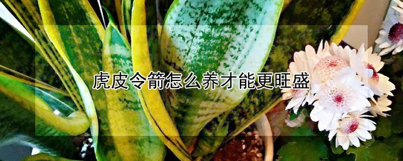 虎皮令箭怎么养才能更旺盛（虎皮兰最佳移栽方法）