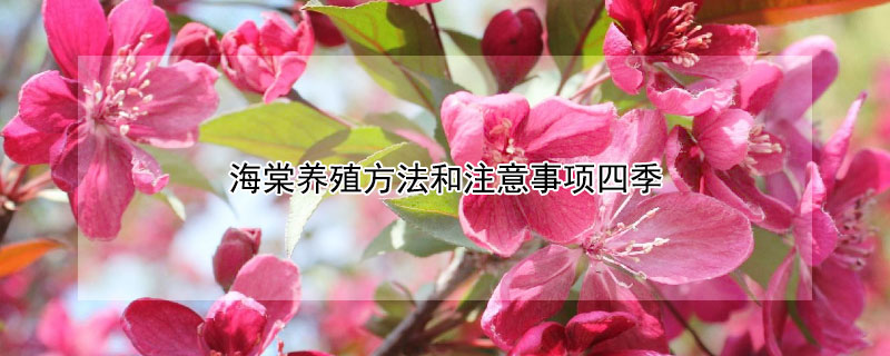 海棠养殖方法和注意事项四季 海棠养植方法和注意事项