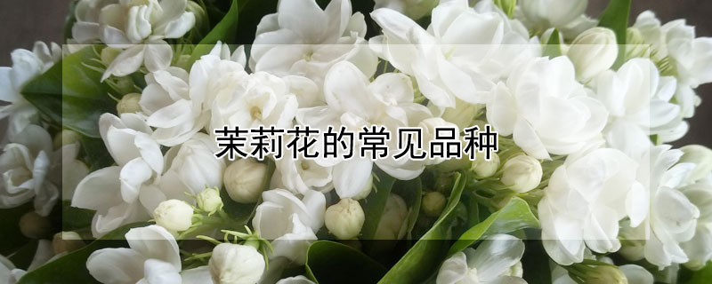 茉莉花的常见品种（茉莉花的品种有哪些）