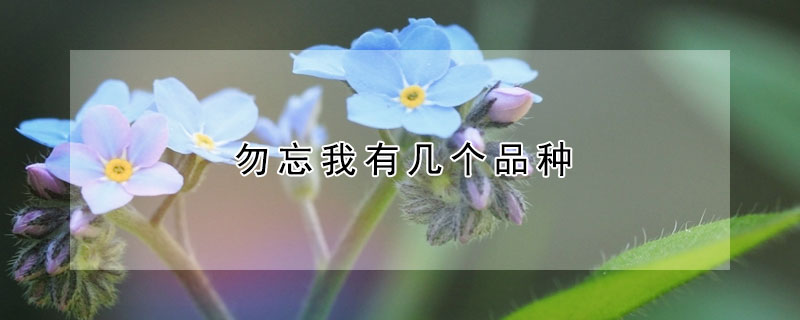勿忘我有几个品种 勿忘我有几个品种图片