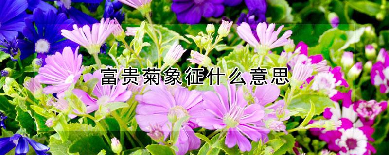 富贵菊象征什么意思（富贵菊象征什么意思和寓意）