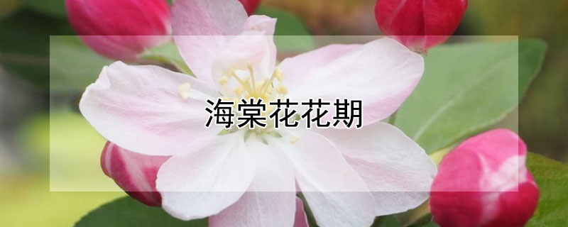海棠花花期（海棠花花期有多长时间）