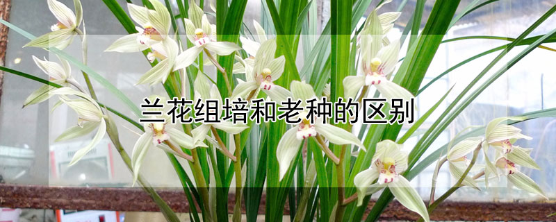 兰花组培和老种的区别（组培兰花能养成老种吗）