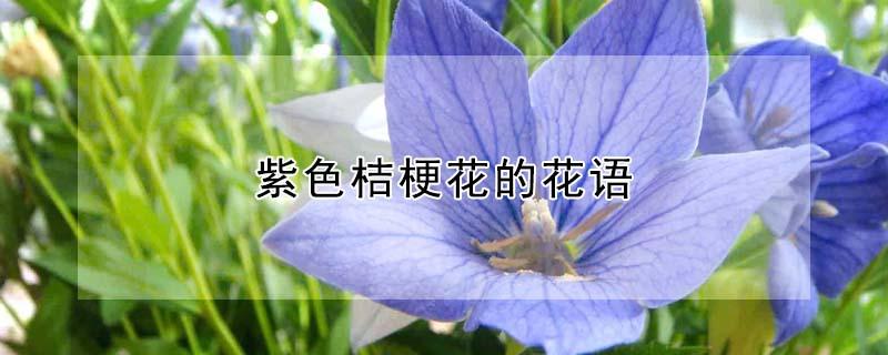 紫色桔梗花的花语 紫色桔梗花的花语和图片