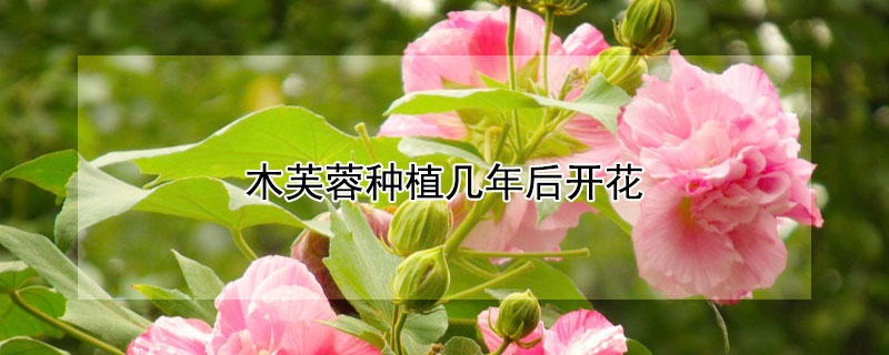 木芙蓉种植几年后开花（木芙蓉种植几年后开花结果）
