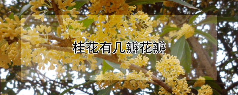 桂花有几瓣花瓣 桂花有几瓣花瓣图片