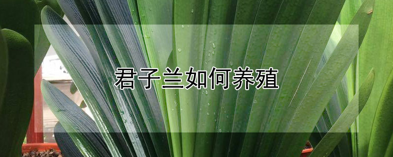 君子兰如何养殖 君子兰如何养殖才能枝繁叶茂