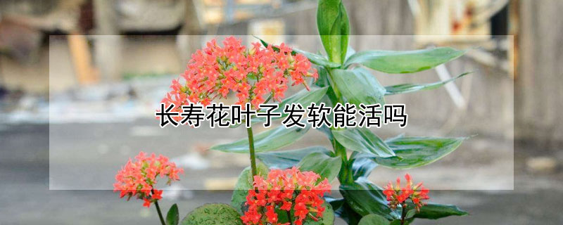 长寿花叶子发软能活吗（长寿花叶子发软能活吗怎么办）